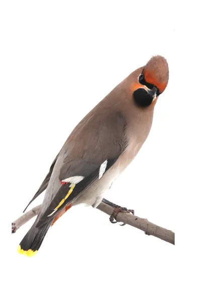 Bohemian Waxwing — Stockfoto