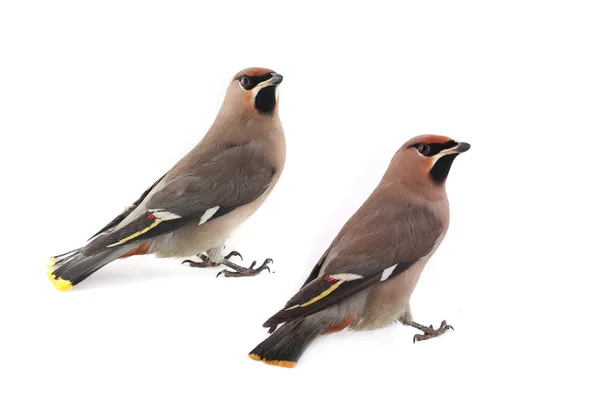 보헤미안 waxwing — 스톡 사진