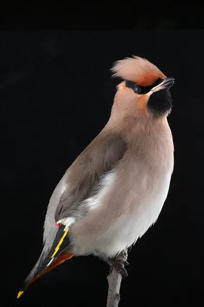 Bohemian Waxwing — Stock Photo, Image