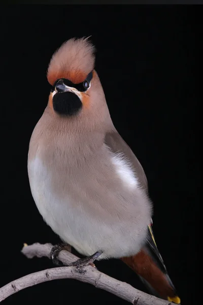 Bohemian Waxwing — Stock Photo, Image