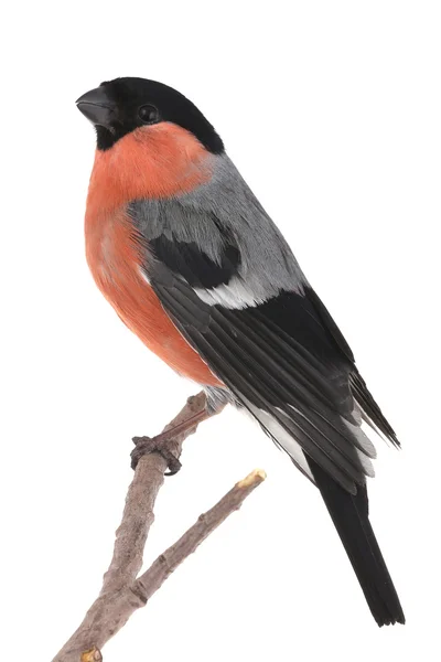 Bullfinch — Stock Photo, Image