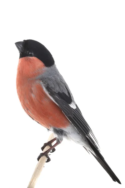 Bullfinch — Stock Photo, Image