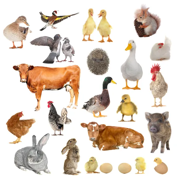 Animals — Stock Photo, Image