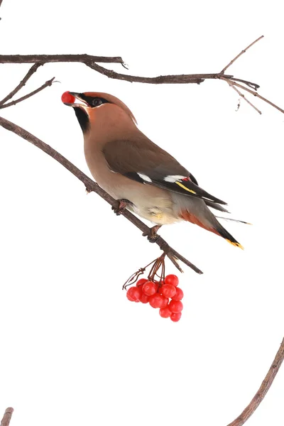 Bohemian Waxwing — Stock Photo, Image