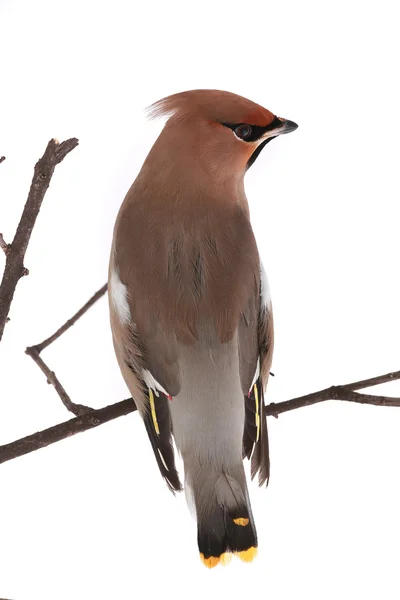 Bohemian Waxwing — Stock Photo, Image