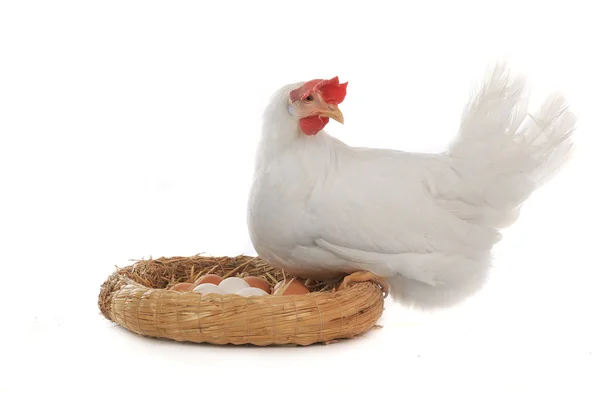 Gallina sfondo bianco — Foto Stock