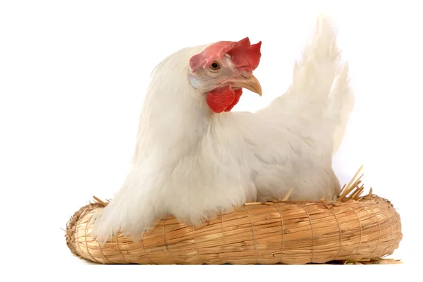 Fondo blanco de gallina — Foto de Stock