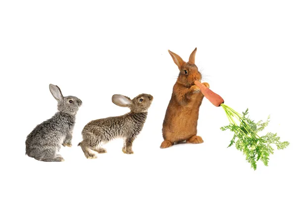 Rabbit — Stock Photo, Image