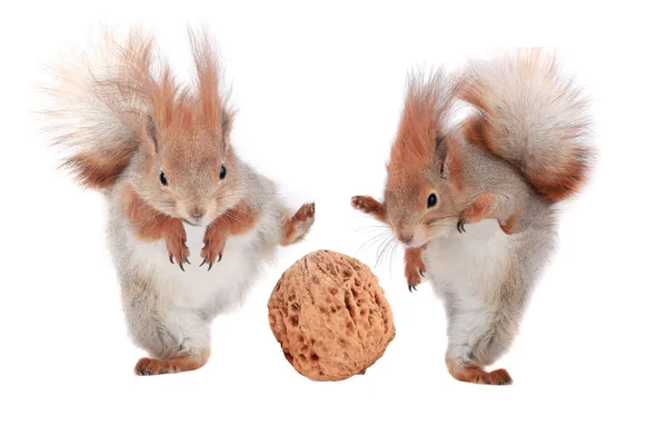 Two squirrel — Stock Photo, Image