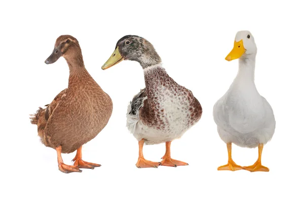 Duck — Stock Photo, Image