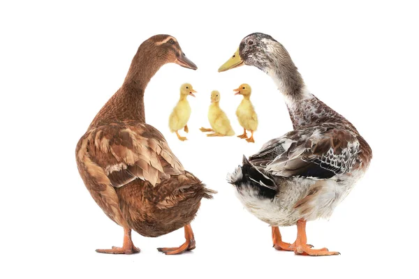 Duck — Stock Photo, Image