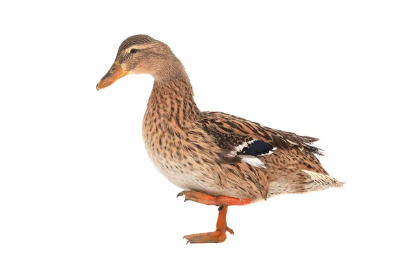 Wild duck — Stock Photo, Image