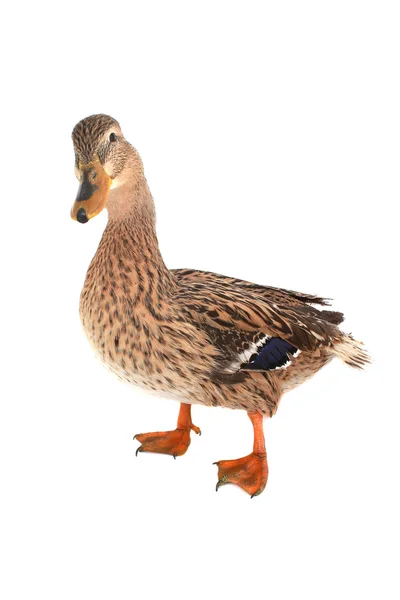 Wild duck — Stockfoto