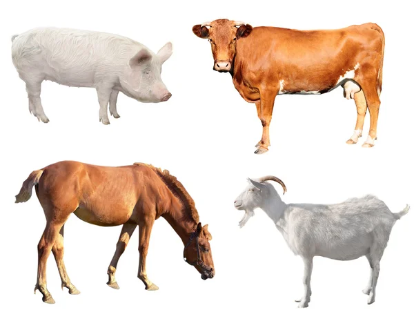 Livestock — Stock Photo, Image