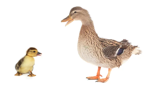 Duck — Stock Photo, Image