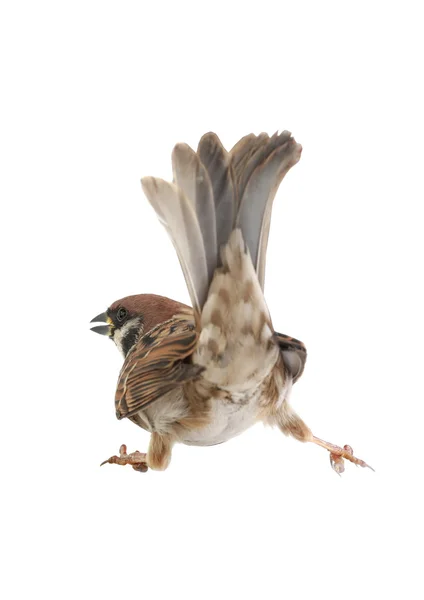 Sparrow — Stock Photo, Image