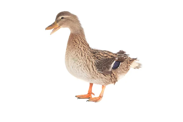 Wild duck — Stockfoto