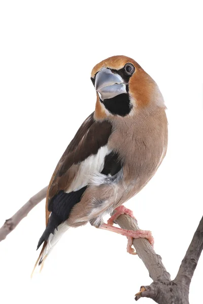 Grosbeak — Stock Photo, Image