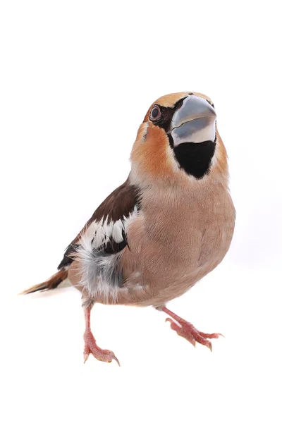 Grosbeak — Stock Photo, Image