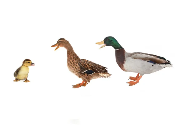 Duck — Stock Photo, Image