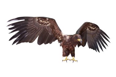 kartal