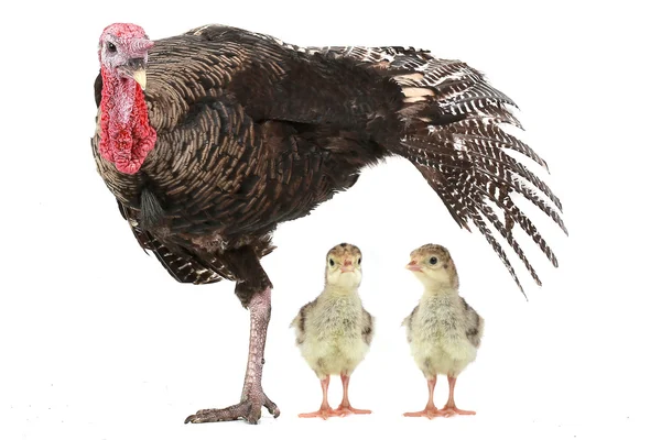 Turkeys — Stock Photo, Image