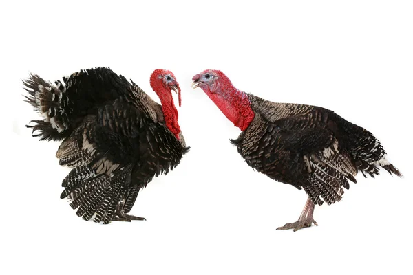 Turkeys — Zdjęcie stockowe