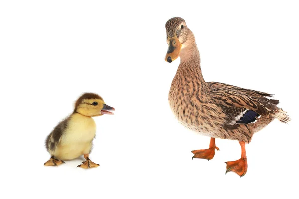 Wild duck and duckling — Stock Photo, Image