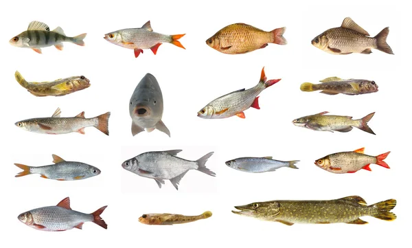 Species of river fish — Stock Photo, Image