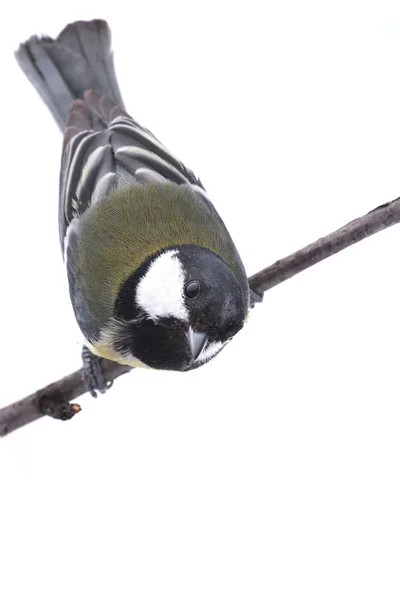 Grote Mees — Stockfoto