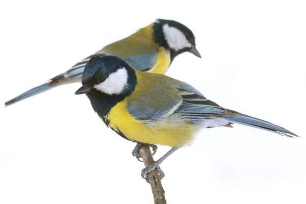 Great titmouse — Stock Photo, Image