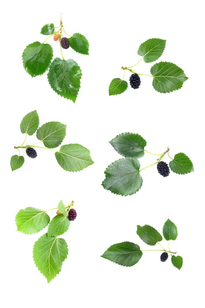 Mulberry — Stock Photo, Image