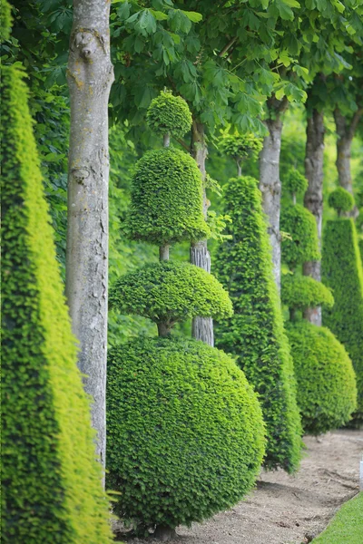 Tree path — Stock Photo, Image