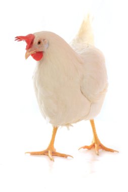Beyaz tavuk