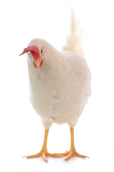 Beyaz tavuk — Stok fotoğraf
