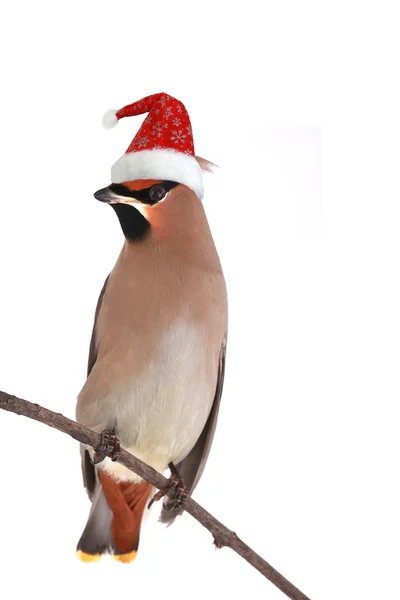 Bohemian Waxwing — Stock Photo, Image