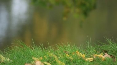 sonbahar gölet yüzeyinin