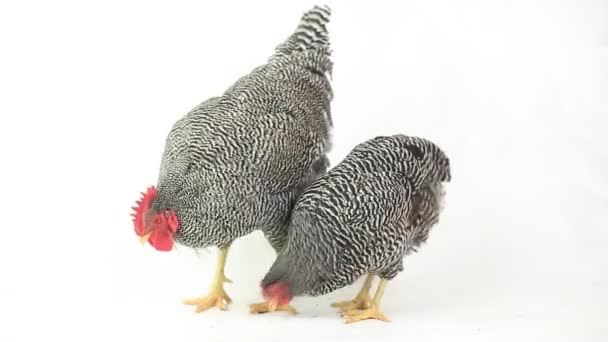 Two chickens eating corn on white background — Stock Video