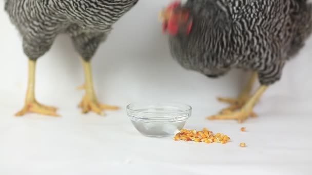 Kurczaki wody pitnej na białym tle — Wideo stockowe