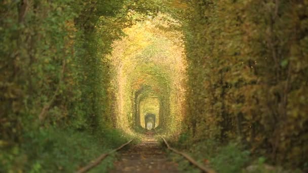 Túnel ferroviario cubierto con hojas de otoño — Vídeos de Stock