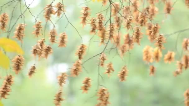 Branch of autumn tree on wind — Stock Video