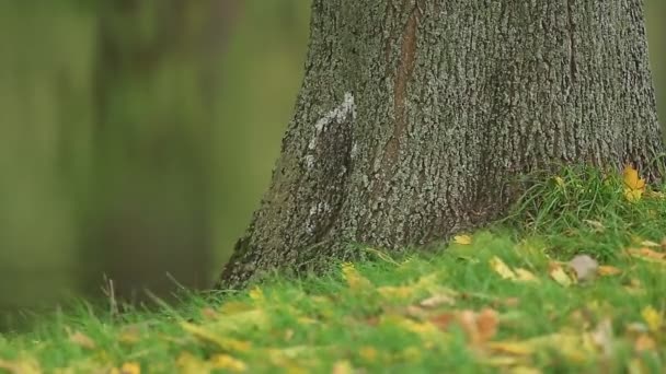 El tronco del árbol y las hojas sobre la hierba — Vídeo de stock