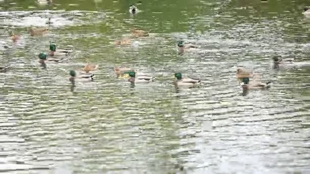 Bir su birikintisi üzerinde yaban ördekleri — Stok video