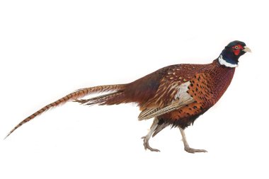 pheasant clipart