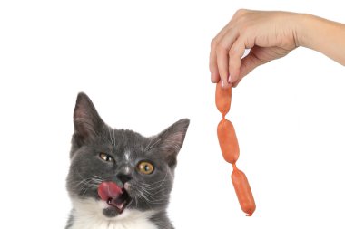 Kedi.