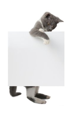 Kedi.