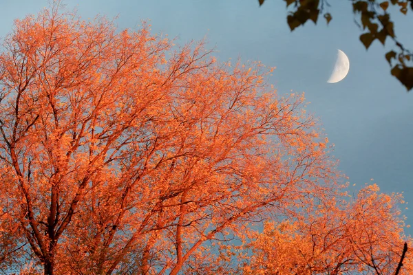 Albero contro la luna ad un tramonto — Foto Stock