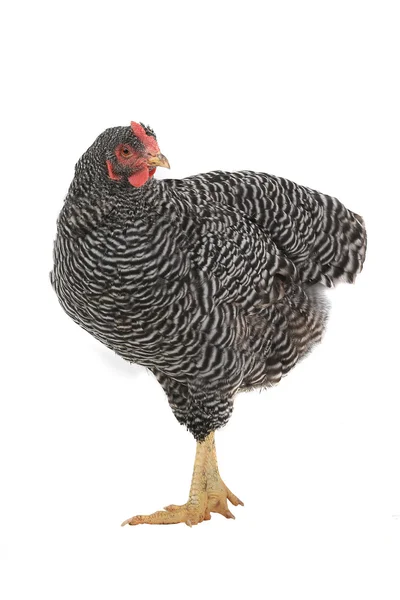灰色的母鸡 — 图库照片