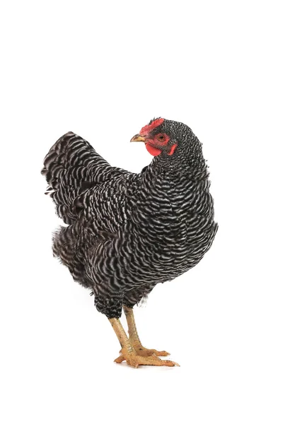 Grey hen — Stock Photo, Image