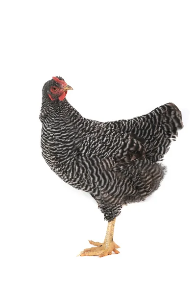 Gri tavuk — Stok fotoğraf